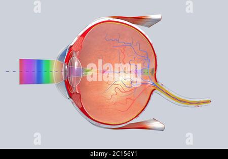 3d-Darstellung eines Querschnitts des menschlichen Auges in einer Seitenansicht Stockfoto