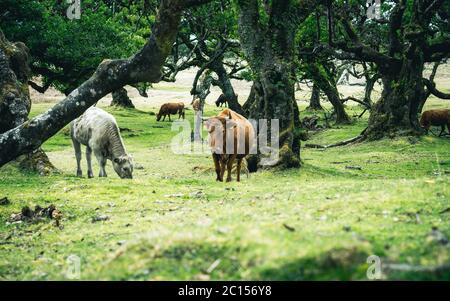 Kühe in der Landschaft im Hochland Ribeira da Janela auf der Insel Madeira im Atlantischen Ozean von Portugal. Portugal, Madeira, Paul da Serra Stockfoto