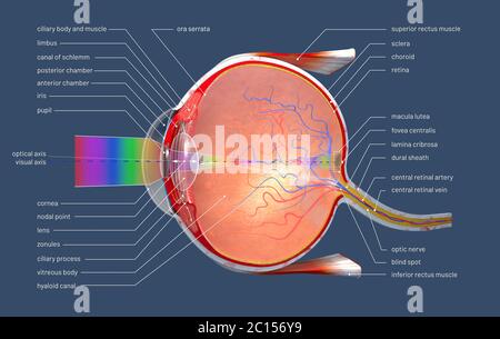 3d-Darstellung eines Querschnitts des menschlichen Auges mit Erklärungen und Beschriftung Stockfoto