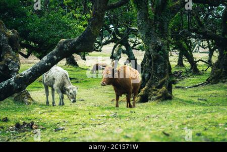 Kühe in der Landschaft im Hochland Ribeira da Janela auf der Insel Madeira im Atlantischen Ozean von Portugal. Portugal, Madeira, Paul da Serra Stockfoto