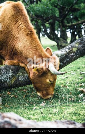 Kühe in der Landschaft im Hochland Ribeira da Janela auf der Insel Madeira im Atlantischen Ozean von Portugal. Portugal, Madeira, Paul da Serra Stockfoto