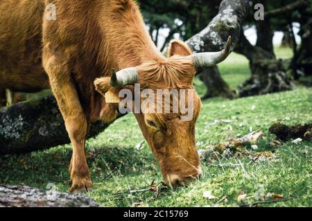 Kühe in der Landschaft im Hochland Ribeira da Janela auf der Insel Madeira im Atlantischen Ozean von Portugal. Portugal, Madeira, Paul da Serra Stockfoto