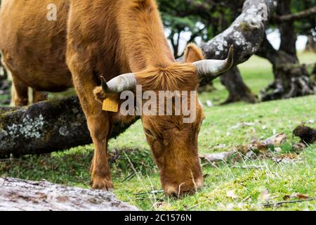 Kühe in der Landschaft im Hochland Ribeira da Janela auf der Insel Madeira im Atlantischen Ozean von Portugal. Portugal, Madeira, Paul da Serra Stockfoto