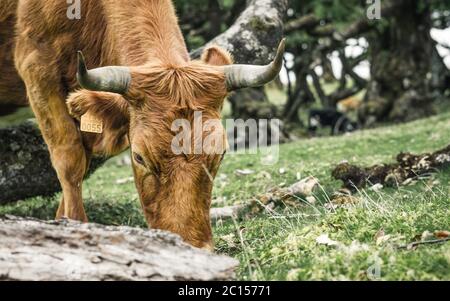 Kühe in der Landschaft im Hochland Ribeira da Janela auf der Insel Madeira im Atlantischen Ozean von Portugal. Portugal, Madeira, Paul da Serra Stockfoto