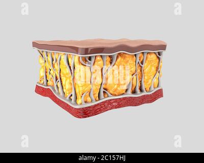 Fettzellen. Im menschlichen Organismus. 3d-Rendering Stockfoto