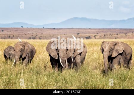 Eine Herde Elefanten wandern durch das üppige Gras des Amboseli National Park, Kenia, mit den Ausläufern des Kilimanjaro. Stockfoto