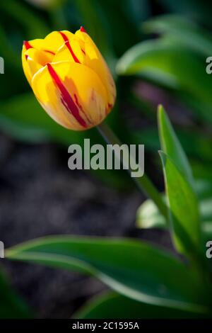 Tulpe mit rot-gelben Blütenblättern Stockfoto