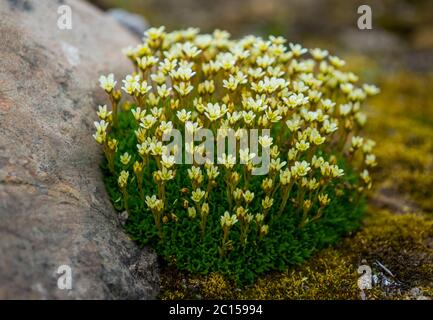 Gelb blühende Pflanze auf Spitzbergen. Diese Pflanze wird 'tufted saxifrage' genannt. Stockfoto