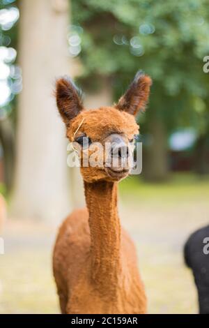 Braune Alpaka-Porträt Stockfoto