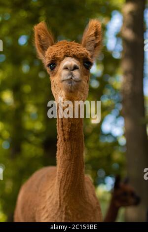 Braune Alpaka in einem Waldporträt Stockfoto
