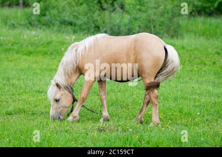 Goldenes Pferd grast auf einem Feld auf grünem Gras. Stockfoto