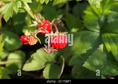Makroaufnahme des Zweiges mit roten reifen WaldErdbeeren (fragaria vesca) im deutschen Wald Stockfoto