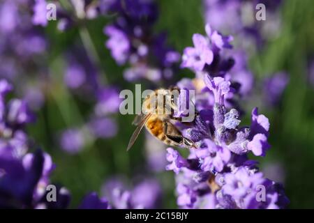Makro-Nahaufnahme von isolierten Honigbiene sammeln Pollen von lila Lavendelblüten (Fokus auf Biene) Stockfoto