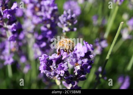 Makro-Nahaufnahme von isolierten Honigbiene sammeln Pollen von lila Lavendelblüten (Fokus auf Biene) Stockfoto