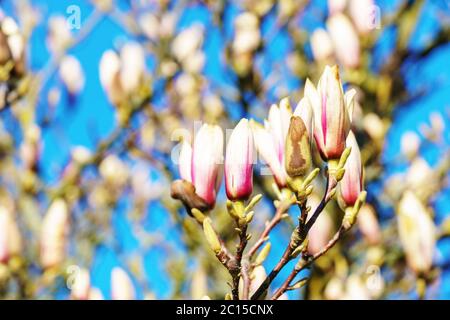 Geschlossene rosa Kirschblüten bevor sie im Sonnenschein blühen Stockfoto