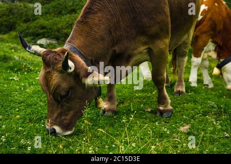 Kuh in den schweizer alpen. Herstellung von berühmter schweizer Milch. Vieh auf einer Alm. Stockfoto