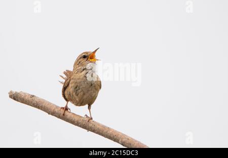 Wren, Certhiodea, Troglodytidae, kleiner brauner Vogel, der auf einem Ast thront Stockfoto