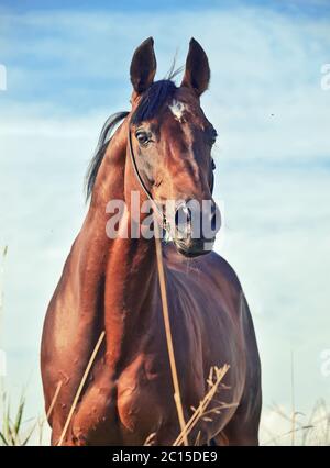 Porträt der wunderbaren Bucht sportliche Hengst auf der Wiese. Stockfoto