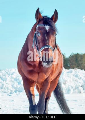 Winter-Porträt der Bucht Pferd Stockfoto