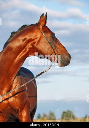 Porträt der wunderbaren Bucht sportliche Hengst auf der Wiese. Stockfoto