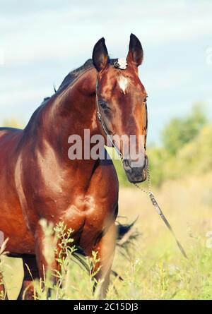 Portrait eines wunderschönen Lorbeerhengstes auf der Wiese. Stockfoto