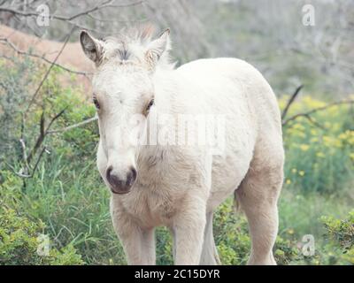 Porträt von halbwilde Creme Fohlen. Israel Stockfoto