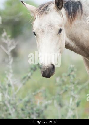 Porträt des Moveing halbwilde Stute. Freiheit, Israel Stockfoto