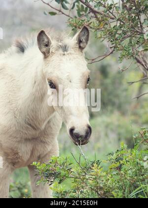 Porträt von weidenden halbwilde Creme Fohlen. Freiheit.  Israel Stockfoto