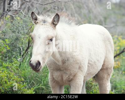 Porträt von halbwilde Creme Fohlen. Israel Stockfoto