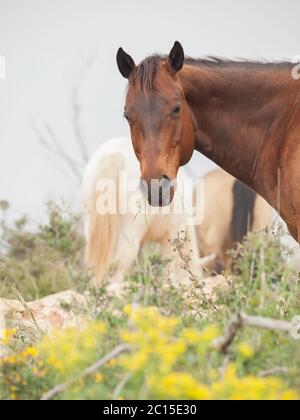 Porträt von halbwilde Pferde. Freiheit, Israel Stockfoto