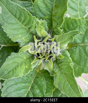Sonnenblumenkopf aus nächster Nähe Stockfoto