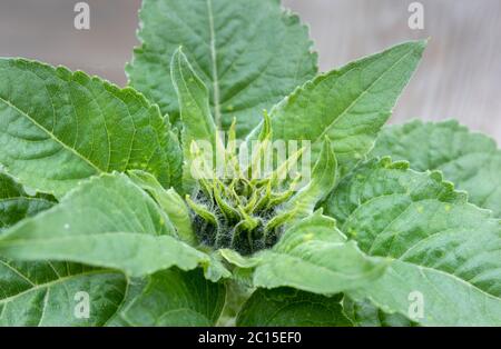Sonnenblumenpflanze aus nächster Nähe Stockfoto