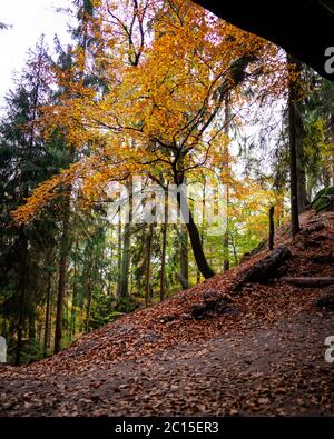 Herbst im Wald. Schöner Herbstwald, Felsen mit Moos bedeckt. Wanderweg für Touristen Stockfoto