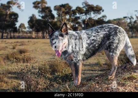 Australian Cattle Dog (Blue Heeler) Ganzkörperportrait im Freien auf einer Halterung stehend und auf den Mund der Kamera offen schauend Stockfoto