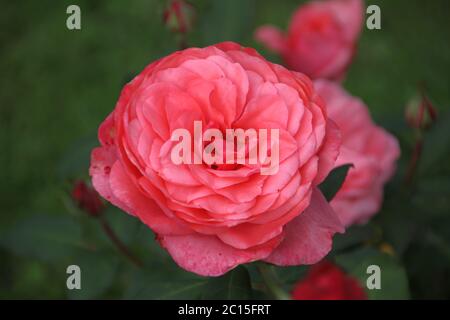 Rosa Rose Typ Elaine Seite in Nahaufnahme im öffentlichen Rosarium von Boskoop in den Niederlanden. Stockfoto