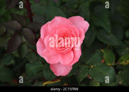 Rosa Rose Typ Elaine Seite in Nahaufnahme im öffentlichen Rosarium von Boskoop in den Niederlanden. Stockfoto