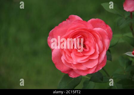 Rosa Rose Typ Elaine Seite in Nahaufnahme im öffentlichen Rosarium von Boskoop in den Niederlanden. Stockfoto