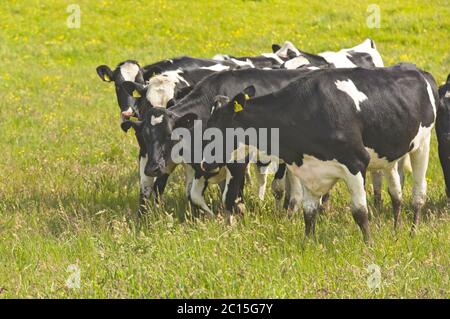 Kühe spielen, bevor sie in den Innenraum gehen Stockfoto