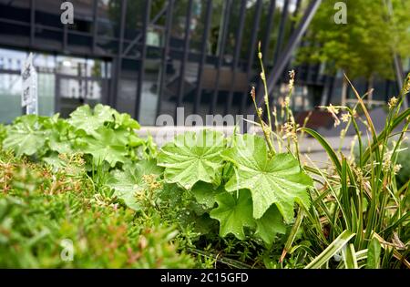 Grünflächen im Stadtpark Stockfoto