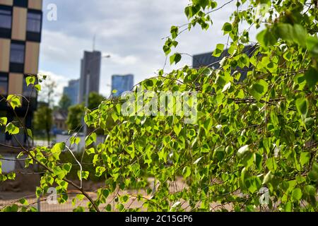 Grüner Baum mit Blättern in der Stadt Stockfoto