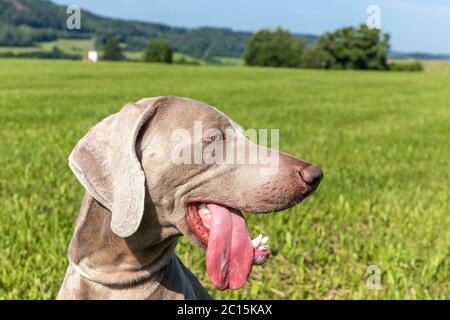 Weimaraner an einem heißen Tag auf der Wiese. Hundeszunge herausstrecken. Der Jagdhund kühlt ab. Stockfoto