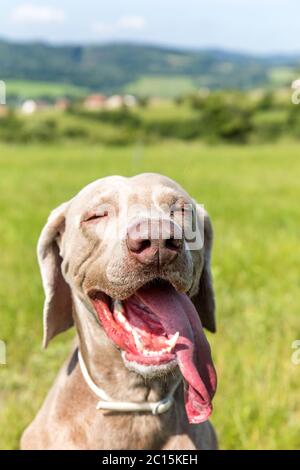 Weimaraner an einem heißen Tag auf der Wiese. Hundeszunge herausstrecken. Der Jagdhund kühlt ab. Stockfoto