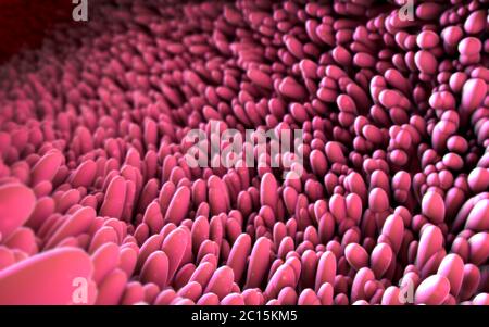 3d-Abbildung der mikroskopischen Nahaufnahme des Darmes Zotte Stockfoto