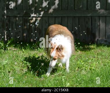 Ein junger Shetland Sheepdog (Sheltie) spielt draußen mit einem Sprinkler in einem eingezäunten Hof. Stockfoto