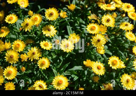 Strohblume (Xerochrysum bracteatum), auch allgemein bekannt als die goldene ewige. Nahaufnahme der Blüten und Blätter. Stockfoto