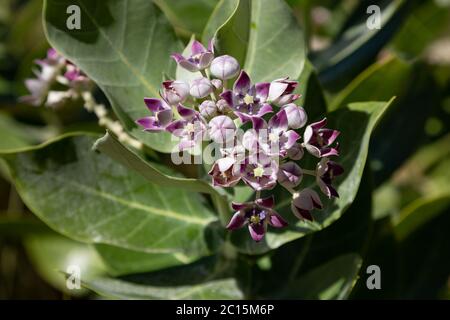 Blüte der Calotropis procera (auch Apfel von Sodom genannt) im Wadi Bani Khalid, Oman Stockfoto