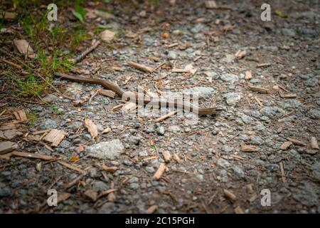 Blinder Wurm auf dem Wanderweg Mitterfels im Bayerischen Wald Stockfoto