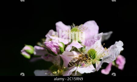 Eine Honigbiene sucht auf Brombeerblüten vor dunklem Hintergrund nach Pollen und Futter Stockfoto