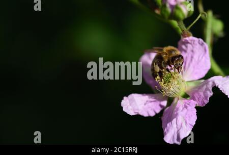 Eine Honigbiene sucht auf Brombeerblüten vor dunklem Hintergrund nach Pollen und Futter Stockfoto