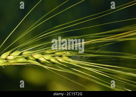 Nahaufnahme und grüner Hintergrund mit einem unreifen Weizenkorn Stockfoto